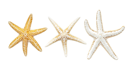Three Colorful Starfish on Transparent Background Generative AI