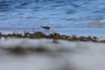 Small water bird on the beach. Bird background.