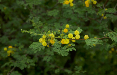 Gum arabic tree branch with yellow blooming flowers and green leaves. Copy space. Nature concept.
