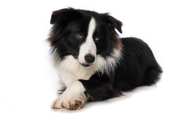 Young border collie dog on white background