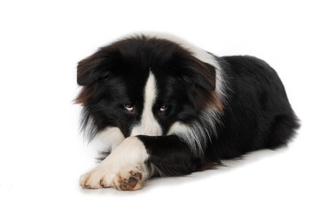 Young border collie dog is ashamed isolated on white background