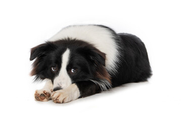 Fototapeta premium Young border collie dog is ashamed