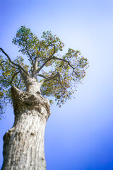 青空に真っ直ぐ伸びる木