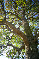 大空に伸びる大樹