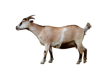 Pygmy goat isolated on transparent background png file