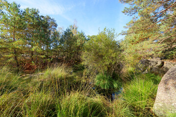 Deer pond in the Apremont Gorges. Fontainebleau forest