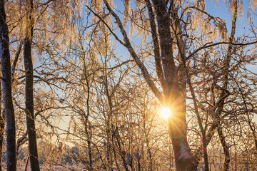 Sunshine shining through the branches with hoarfrost a cold winter day