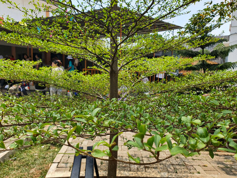 Bucida molineti (ketapang kencana) also called geometry tree