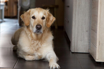 golden retriever qui attend 