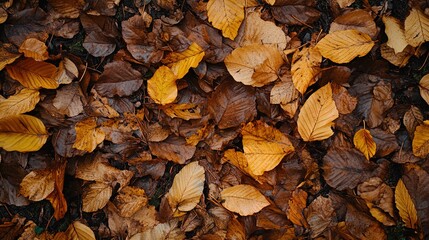Obraz premium A close-up view of a ground covered with various shades of fallen leaves. The leaves are primarily in tones of brown, yellow, and orange, showcasing the earthy colors of autumn. The image captures the