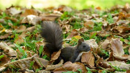 squirrel in the park