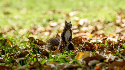 squirrel in the park