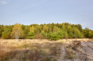 Dense forest against the sky and meadows. Beautiful landscape of a row of trees and road to forest