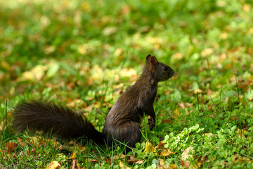 squirrel in the park