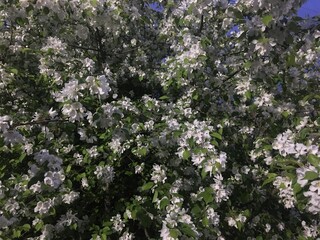 blooming tree
