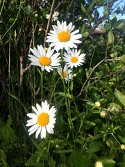 daisies in the grass
