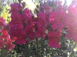 flowers in the forest