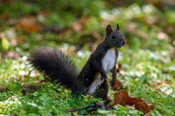 squirrel in the park