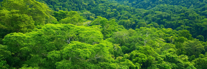 Dense Green Rainforest Canopy