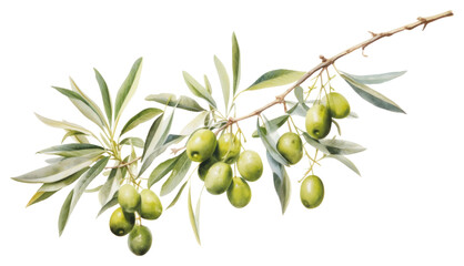 PNG Olive fruit plant food.
