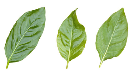 Fototapeta premium Tropical Palm Leaves on Transparent Background Generative AI