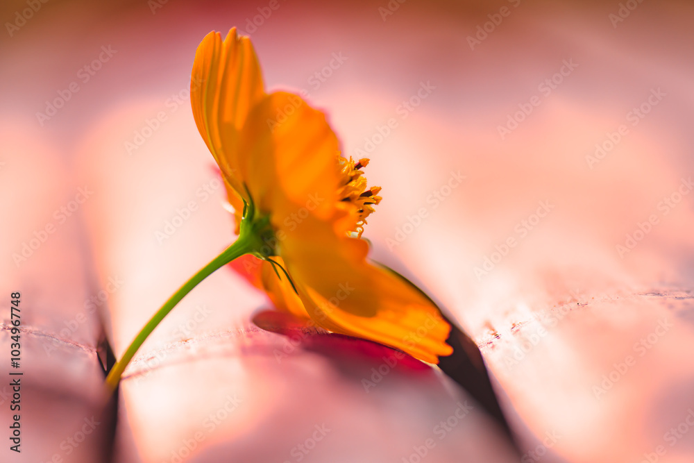 Wall mural Macro Series : Orange cosmos flowers on dry bamboo