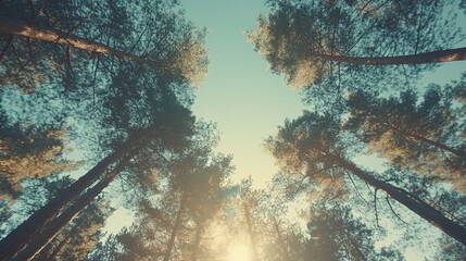 Fototapeta premium Serene Tree Canopy Under Bright Sky