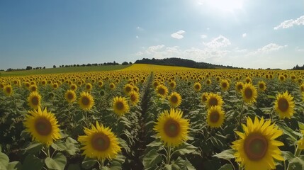 Fototapeta premium A Field of Sunflowers Under a Blue Sky