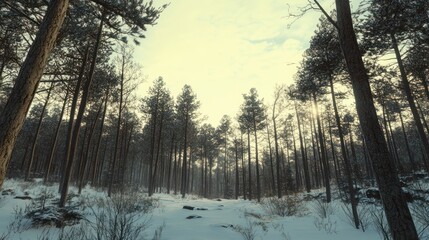 A Path Through a Snowy Pine Forest at Sunset