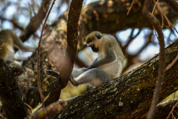 Im Lake Manyara Nationalpark