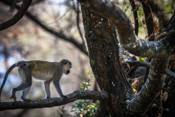 Im Lake Manyara Nationalpark