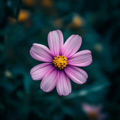 Obraz premium pink daisy flower