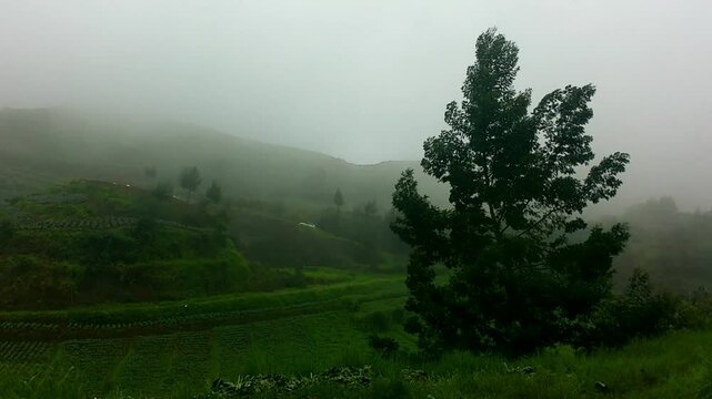 A serene, mist-covered hill stretches out before the eye, with tall pine trees scattered along the landscape. In the distance, a car slowly ascends the hill, barely visible through the haze.