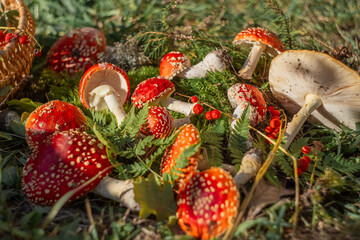 Poisonous mushrooms fly agaric and moss. amanita muscaria. Forest autumn still life. Beautiful poster or postcard