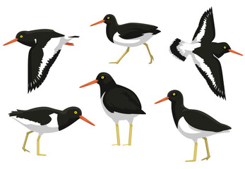 Oystercatcher Bird Poses Vector Illustration