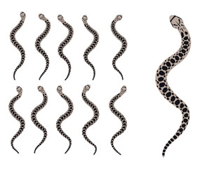 Bullsnake Snake Animal Animation Sequence Cartoon Vector