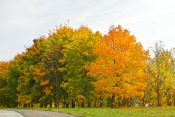 Naklejka premium Bright golden autumn in Mitino Landscape Park. Moscow, Russia