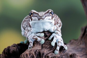 The Amazon milk frog (Trachycephalus resinifictrix) closeup on wood, Panda bear tree frog on branch