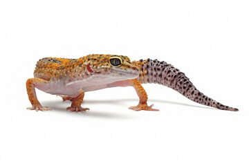 Leopard gecko closeup on isolated white background, Leopard gecko closeup