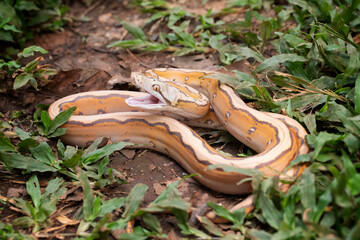 Reticulatus python morph albino motley orange glow, Reticulatus python snake, Reticulatus python  ready to attack