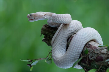 Trimeresurus purpureomaculatus on branch, Mangrove pit viper with defensive position on branch 