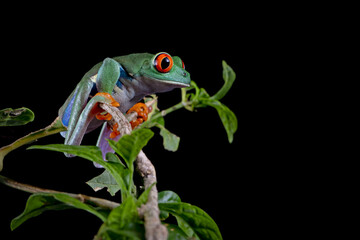 Red-eyed tree frog sitting on green leaves, red-eyed tree frog (Agalychnis callidryas) closeup