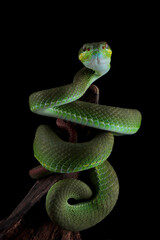 Trimeresurus Insularis closeup on branch, Indonesian viper snake closeup