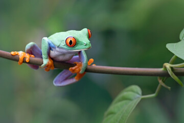 Red-eyed tree frog sitting on green leaves, red-eyed tree frog (Agalychnis callidryas) closeup