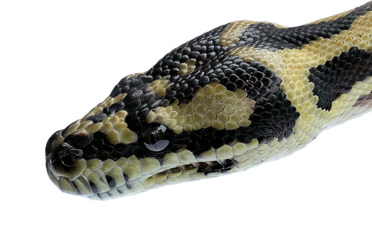 Morelia spilota snake closeup om natural background, Morelia spilota snake, Carpet python closeup head on isolated background, animal on white background