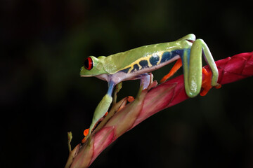 Red-eyed tree frog sitting on green leaves, red-eyed tree frog (Agalychnis callidryas) closeup