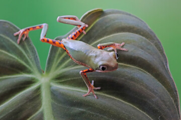 Phyllomedusa hypochondrialis climbing on branch, Northern orange-legged leaf frog or tiger-legged monkey frog closeup on leaves 