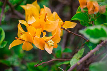 Yellow bougainvillea most popular flowers in Thailand.