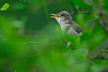 Eastern olivaceous warbler // Blassspötter (Iduna pallida) - Lake Kerkini, Greece
