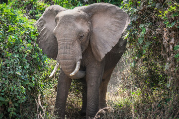 Fototapeta premium Elefanten im Lake Manyara Nationalpark